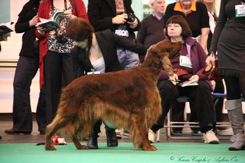 Crufts2011 816.jpg